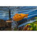 XS Deep Sea Dragon RTR - CARSON 500707117