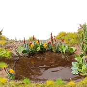 Plante Aquatique