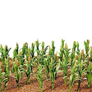 Culture Agricole